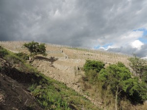 Soutènement viticole, Ampuis, Rhône